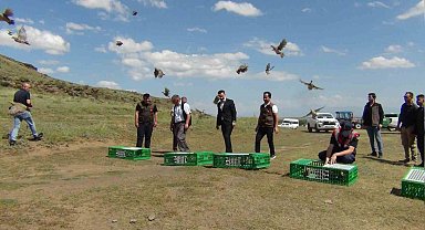 Kars'ta 200 kınalı keklik doğaya bırakıldı