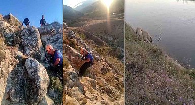 Kayalıklarda 5 gün mahsur kalan köpeği AFAD kurtardı