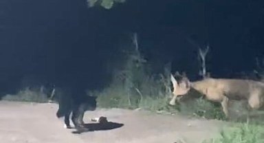 Kedi ile tilkinin ekmek kavgası gülümsetti