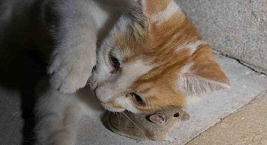 Kedinin fareyle oynaması gülümsetti