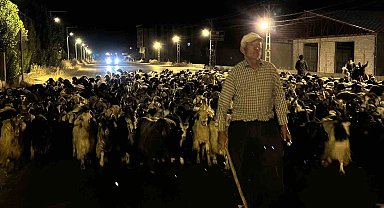 Koyun sürüsünün ilçe merkezinden geçişi sırasında renkli görüntüler ortaya çıktı