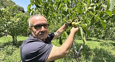 Kuru dağı 20 yıl içinde cevizli vadiye dönüştürdü