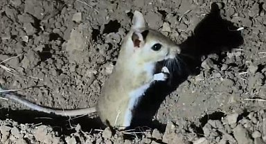 Malatya'da, nesli tükenme tehlikesi bulunan "Arap tavşanı" görüldü