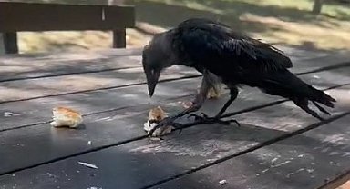 Masaya gelen karga kahvaltıya ortak oldu