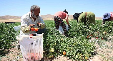 Mevsimlik işçilerin sıcak altına ekmek mücadelesi