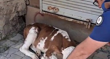 Minik buzağıya polisten şefkat eli