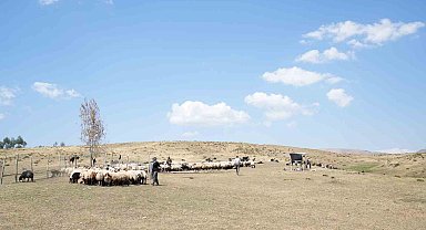 Muş'ta güneşten önce uyanan kadınların zorlu yayla mesaisi devam ediyor
