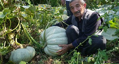 Muşlu çiftçi 50 kiloluk bal kabağı yetiştirdi