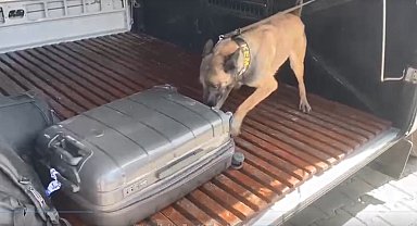 Narkotik köpeği Gill ilk görevinde uyuşturucuya geçit vermedi