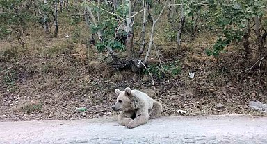 Nemrut'un ayıları vatandaşların ilgi odağı olmaya devam ediyor