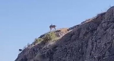 Nesli koruma altındaki dağ keçileri Harput'ta görüntülendi