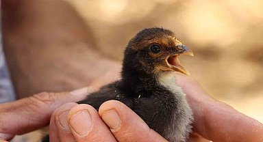 Oltu'da civciv ilk yardım ile hayata döndürüldü