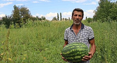 Oltu'da yerli üretim karpuz ilgi görüyor