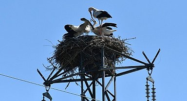 Özel enerji hattı ile göçmen kuşlar güvende