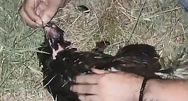 Sansarın saldırdığı tavuğa suni teneffüs yaptı