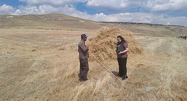 Sarıkamış'ta hasat vakti, Çiftçiler ektiklerini topluyor