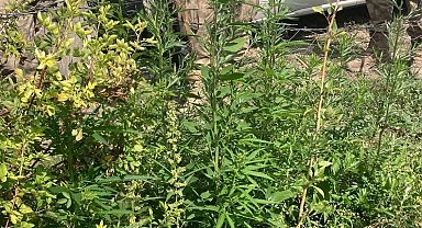 Selim'de kenevir ele geçirildi