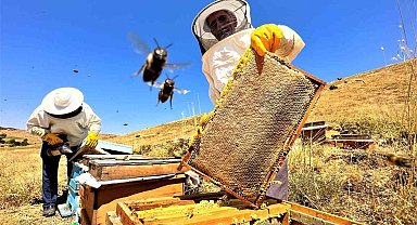Sıcaklık ve iklim değişikliği bal rekoltesini düşürdü