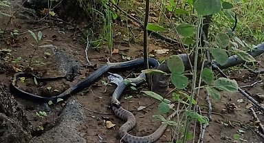 Siyah yılan engerek yılanını yuttu, o anlar kamerada