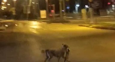 Sokak köpeği parçaladığı kediyi ağzında götürdü