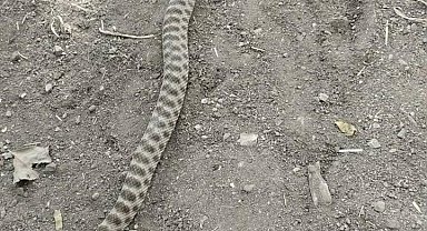 Tarla fareleri için kurulan tuzağa 2 metrelik yılan takıldı