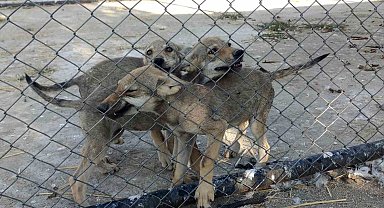 Tedavileri tamamlanan ve rehabilite edilen yaban hayvanlar doğaya salınmaya hazır