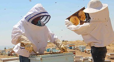 Tercan'da arıcıların bal hasadı