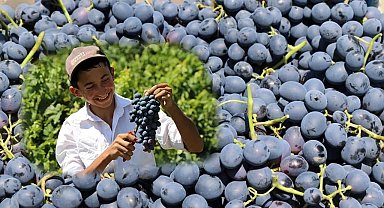 Tescilli Cimin üzümü kilosu 100 TL'den tezgahtaki yerini aldı