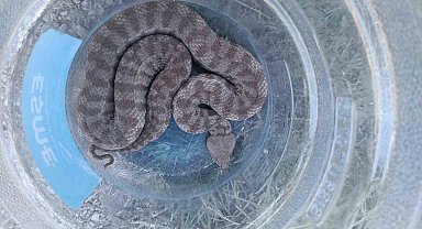 Tunceli'de kümese giren koca engerek yılanı 2 tavuğu telef etti