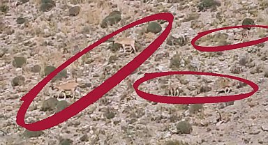 Van'da dağ keçileri yavruları ile görüntülendi