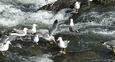 Van'da inci kefalinin göçü uzayınca martı ölümleri yaşanmadı