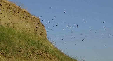 Van'da kır kırlangıçları fotoğraf tutkunlarının ilgi odağı oldu