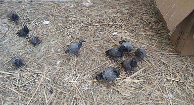 Van'da yıkılan metruk yapıda bulunan ve koruma altına alınan 20 yavru güvercin şırınga ile besleniyor