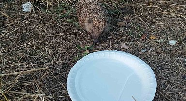 Varto'da bitkin düşen kirpi etle beslendi