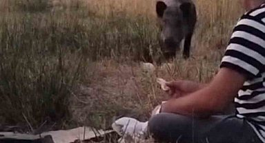 Yaban domuzu piknikçilerin misafiri oldu