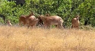 Yaban keçilerinin tatlı kavgası kamerada