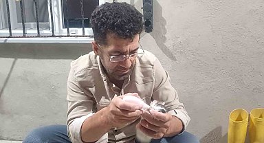 Yalnız kalan yavru kedileri biberonla emziriliyor