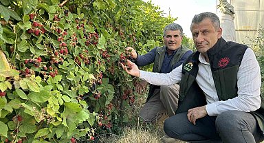 Yüksekova'da böğürtlen bereketi