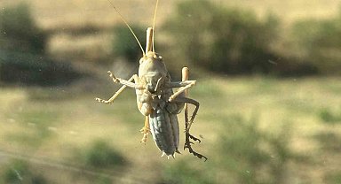 Yüksekova'da görüntülenen çekirge büyüklüğüyle dikkat çekti