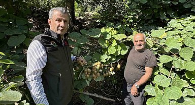 Yüksekova'da ilk kez kivi yetiştirildi