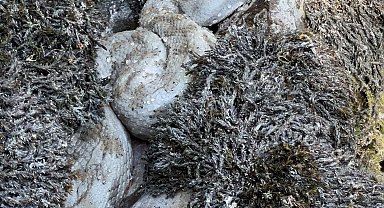 Yüksekova'da koca engerek yılanı görüntülendi