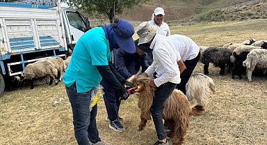 Yüksekova'da küpeleme ve aşılama çalışması sürüyor