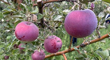 Yüksekova'da meyve fidanları dikilen yerlerden bereket fışkırıyor