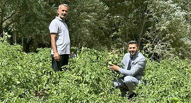 Yüksekova'da patateste iyi verim bekleniyor