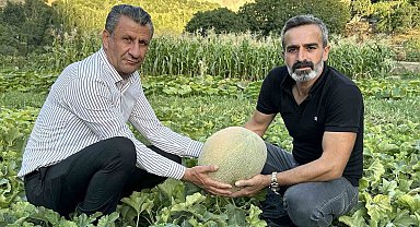 Yüksekova'da yetiştirilen kavunlar büyüklüğüyle dikkat çekiyor