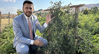 Yüksekova'da yetiştirilen siyah domates Güney Amerika'yı aratmıyor
