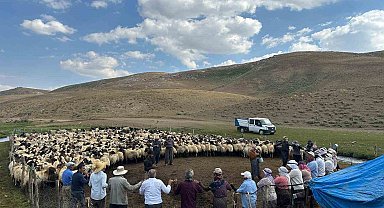 Yüksekova'nın yaylalarında hayvan küpeleme ve aşılama çalışması