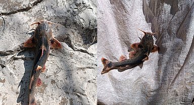 Zap Suyu'nda 'İğneli Bodur Yayın Balığı' yakalandı