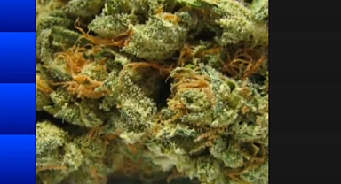 Bingöl’de 1 Haftada 50 Şahıs Yakalandı